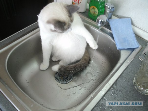 Котовторник   31.12.  2013