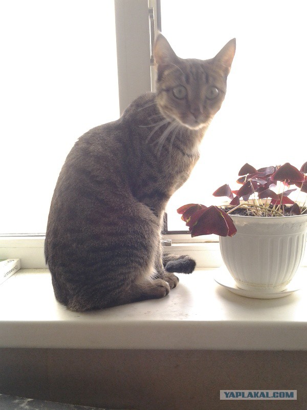 Котовторник 10.06.2014