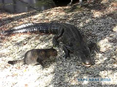 Опасный котэ