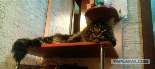 Мейн-куны  настолько  суровы...