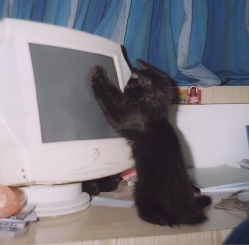 Спецвыпуск котомёта - коты программистов