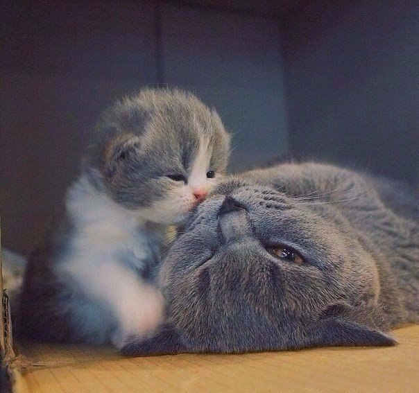 Коты и Кошки