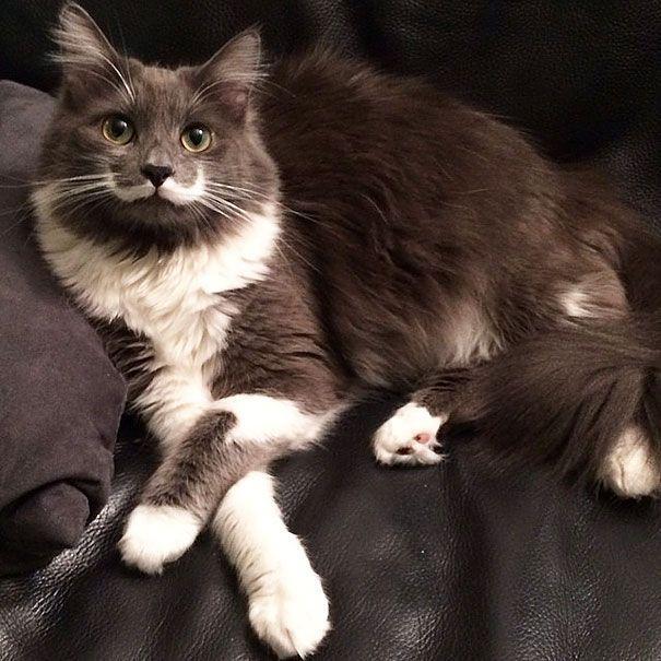 Коты и Кошки