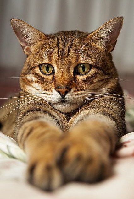 Коты и Кошки