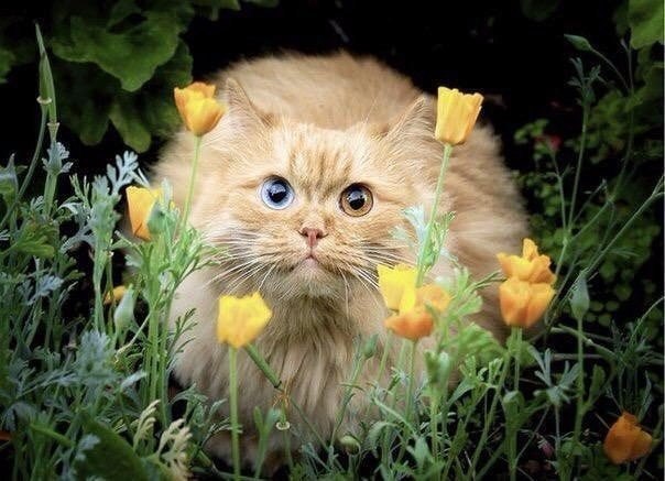 Коты и Кошки