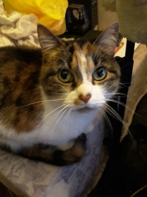 Котовторник 16.01.2018