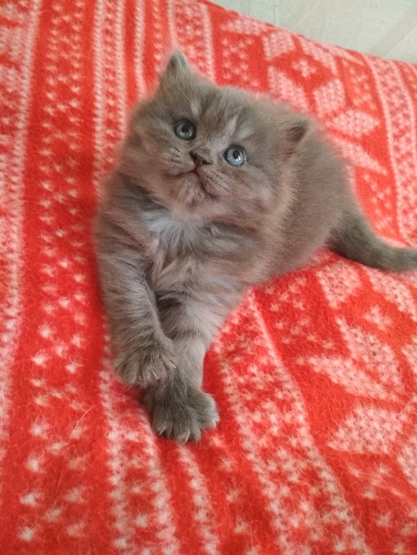 Котовторник 20.03.2018