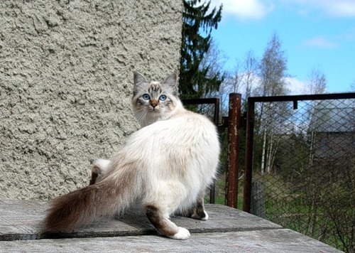 Котомет на вторник (15.04.2008)