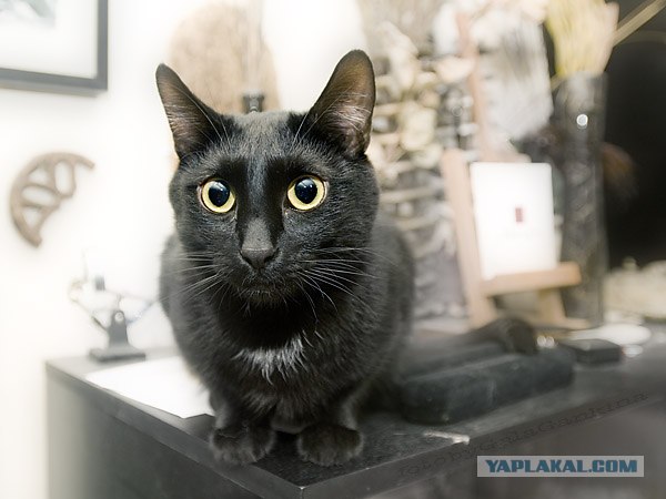УРРААА ! Котовторник на ЯПлакалъ !