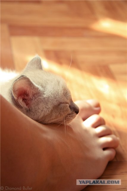 Котовторник: Кошки гаваны и другие!