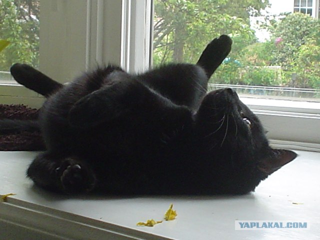 Котосреда (06.05.2009)