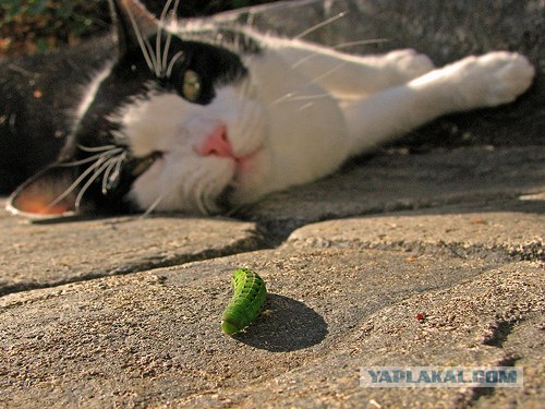 Котовторник (02.06.2009)