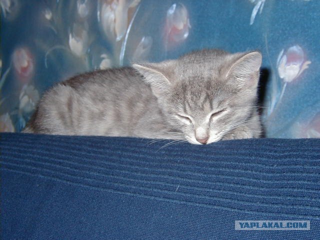 Котовторник на 04.08.2009