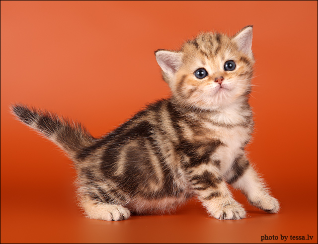 Супер-котофото на котовторник