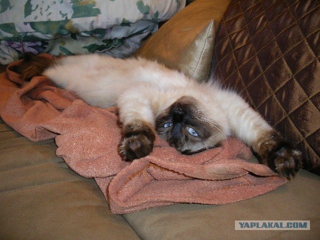 Котовторник! 11.10.11