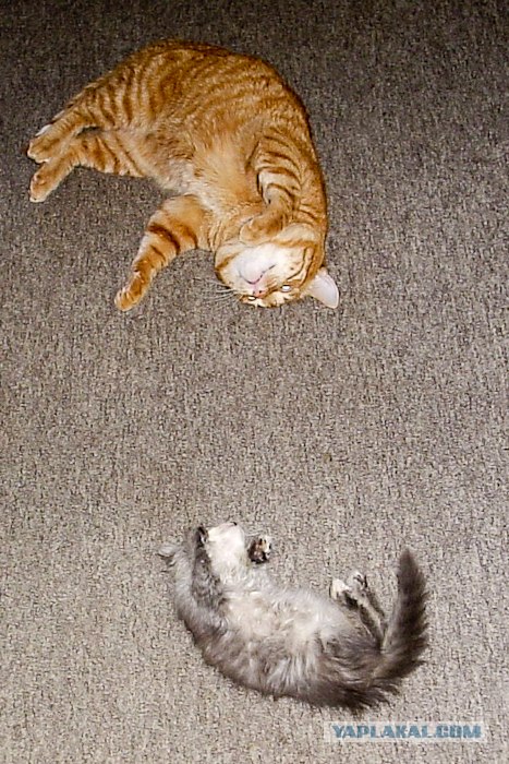 Котовторник (31.01.2012)