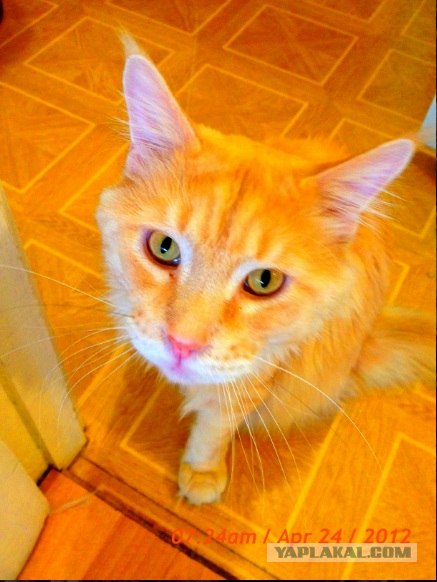 Котовторник 24.04.2012