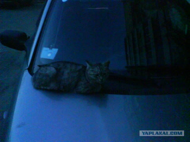 Котовторник 8 мая 2012