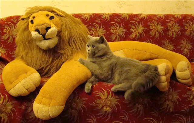 Котовторник 29.05.2012