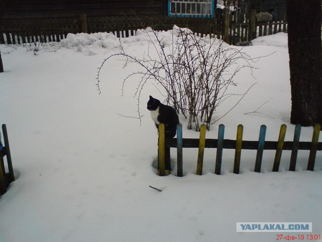 Котовторник 29.01.2013