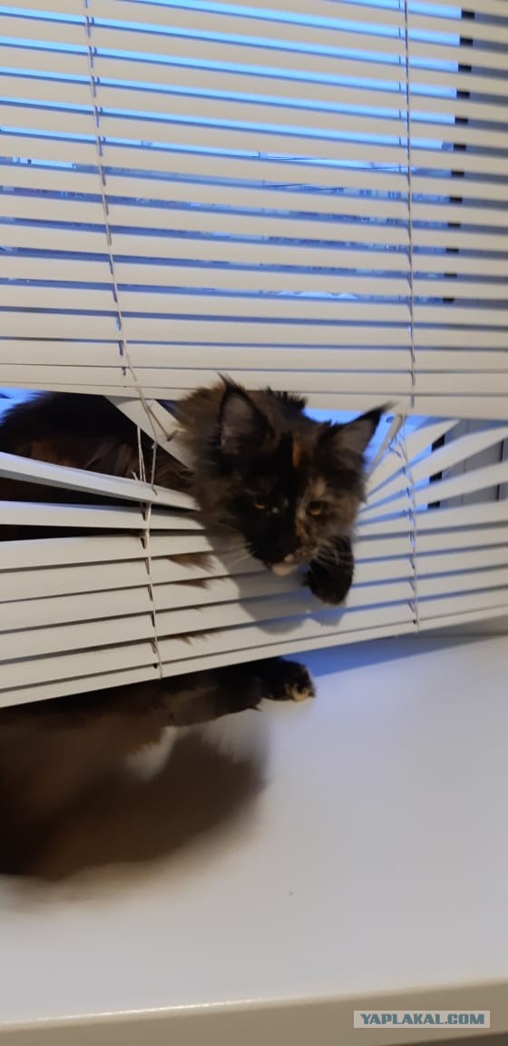 Можно начинать? Котовторник от 05.05.20
