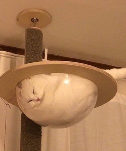 Коты они такие