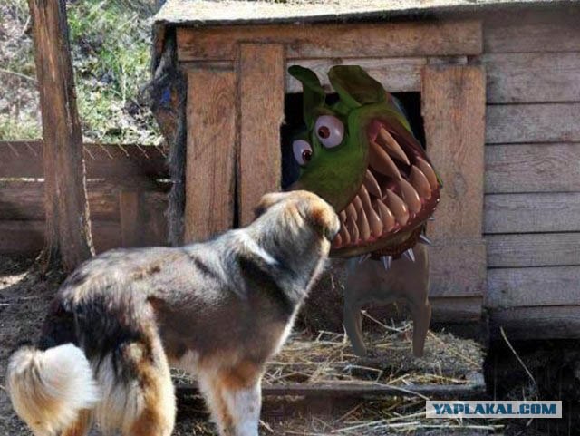 Фотожаба: Собака с Девушкой