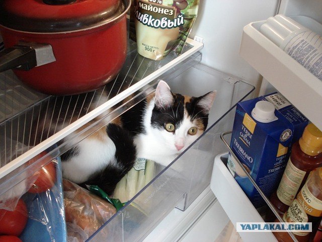 Котейка проголодался