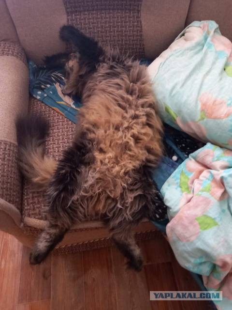 Котовторник 1.11.22