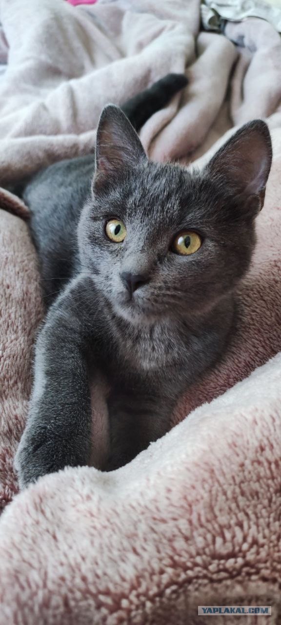 Котовторник, пополнение