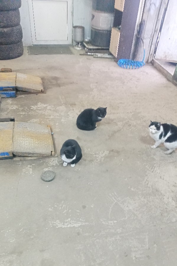 Котобанда Милахи продолжает отжимать шиномонтаж!
