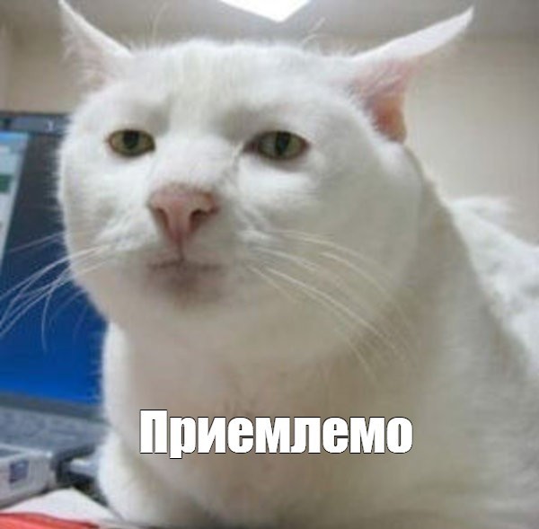 Бортпроводники спасли кота Лешку, которого не пускали в Таиланд