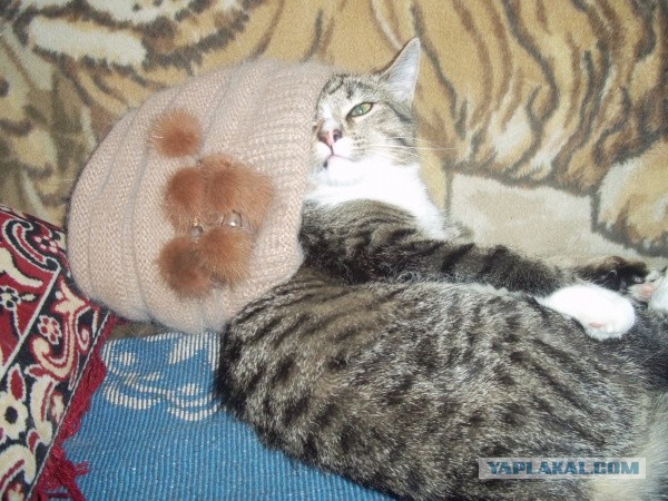 Котовторник 26.03.2013