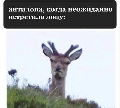 Юморески на вечер