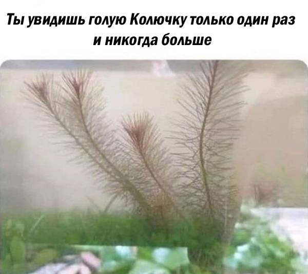 Отряд быстрого деградирования
