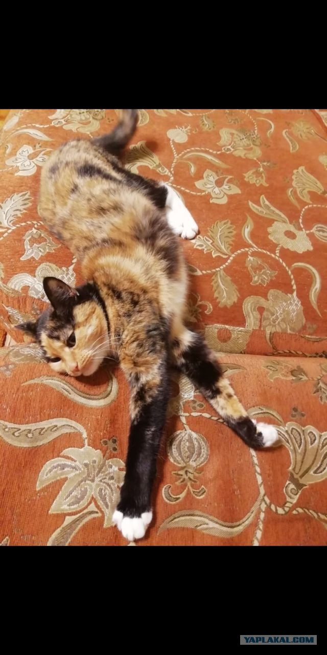 Жизнь домашнего приюта для котеек 478