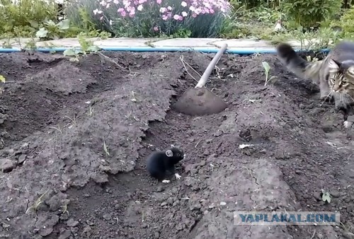 А вы говорите страшнее кошки зверя нет