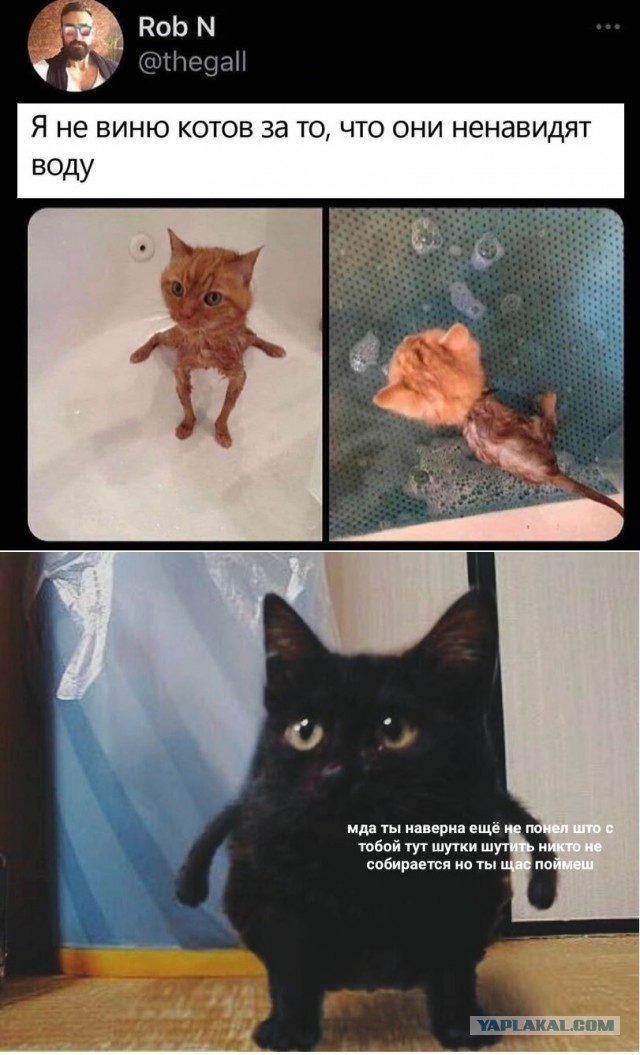 Умные они, ёшкин кот!