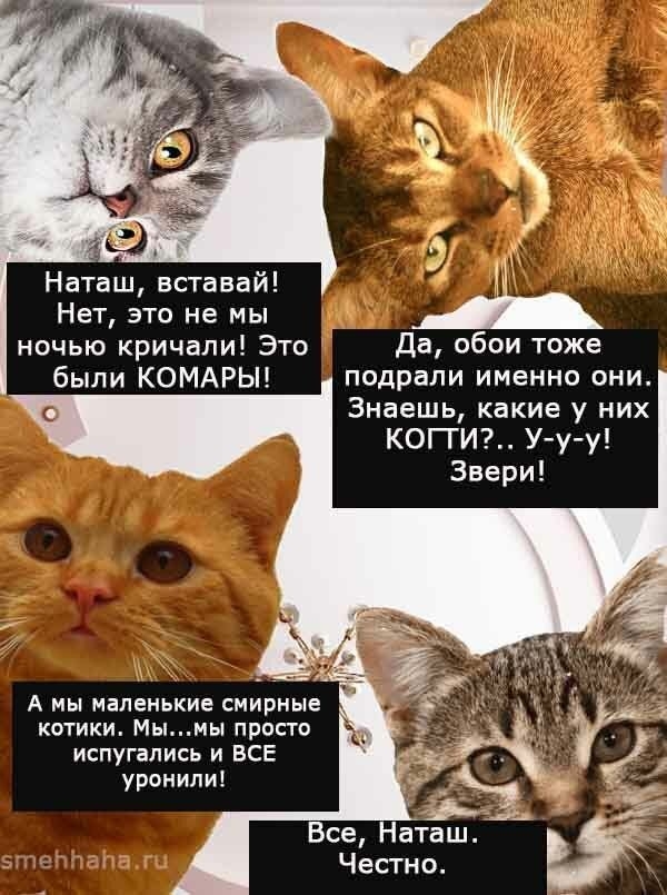 Баяны: апрель 2023 г - июль 2023 г