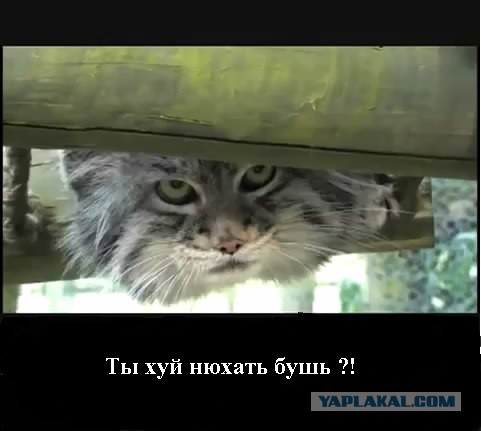 Победная пятница на Майдане