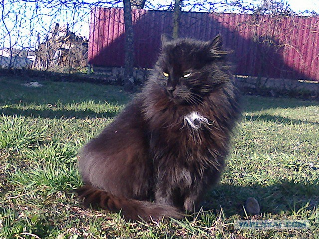 Котовторник   15.04.2014