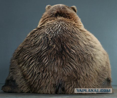 Гуманитарная помощь ворвалась на территорию украин