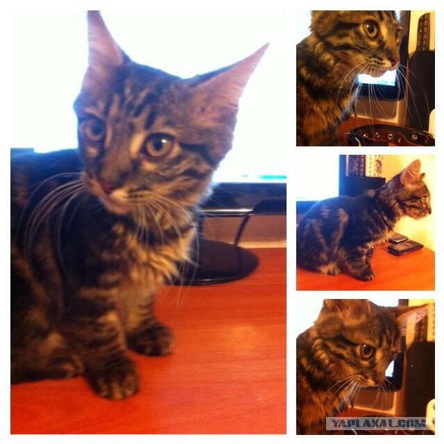 Котовторник 7.10.2014