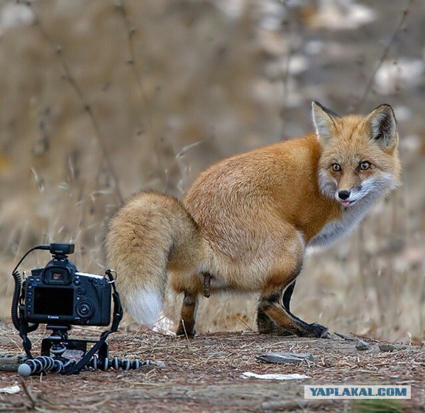 Как правильно фотографироваться осенью?