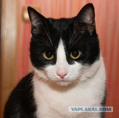 Котовторник 18.11.2014