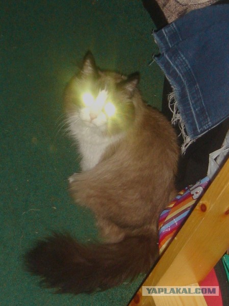 Котовторник 27.01.2015