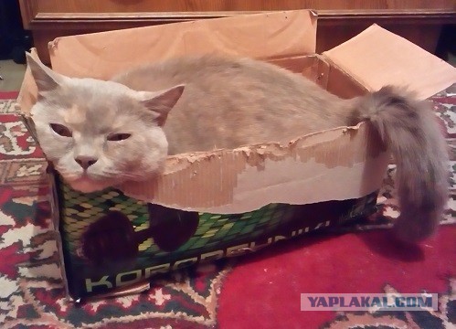 Котовторник