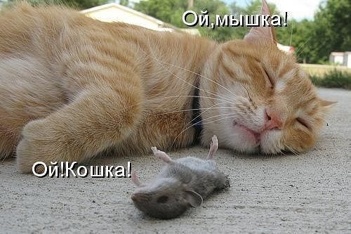 Забавные картинки из Сети