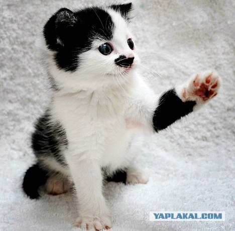 Погромы в Англии