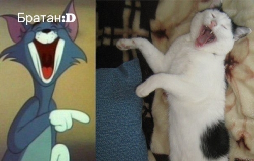 Котовторник